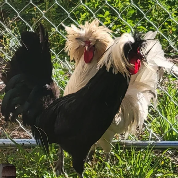 MELODY'S LIVE SHOW HOST LISTING - Picture 14 of 15